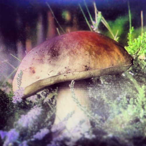 IMG_20130704_124639(1)