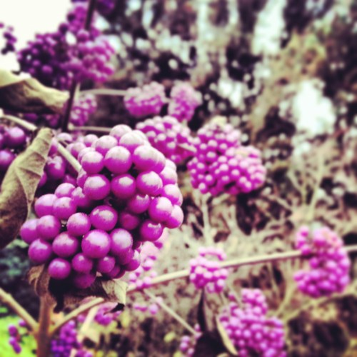 IMG_20131119_155816 (1)